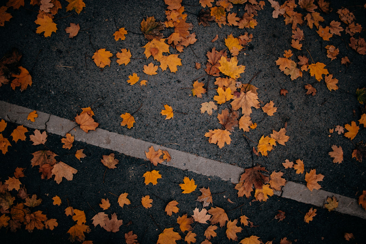 Fall leaves on the ground 